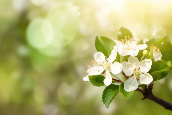 Весняний Фон Прекрасною Квітучою Гілкою Яблук Генеративний Стокове Фото
