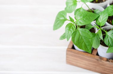 Beyaz ahşap bir yüzey üzerinde beyaz plastik kaplarda büyüyen genç çan biberi fideleri..