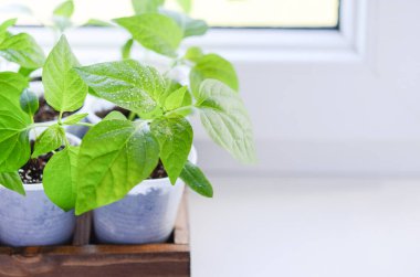 Taze çan biberi fideleri ve beyaz plastik kaplarda su damlacıkları..
