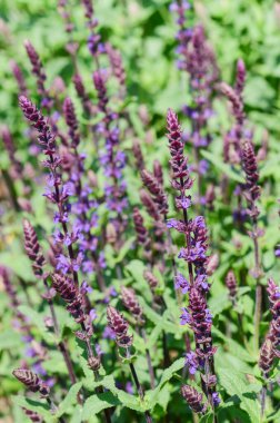 Canlı mor salvia çiçekleriyle dolu yemyeşil bir bahçe. Karmaşık detaylar ve dokular sergiliyor. Sıcak güneş ışığıyla aydınlatılıyor.