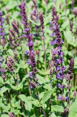 Canlı mor salvia çiçekleriyle dolu yemyeşil bahçe. Parlak güneş ışığı altında karmaşık ayrıntılarını ve doğal güzelliklerini vurguluyor.