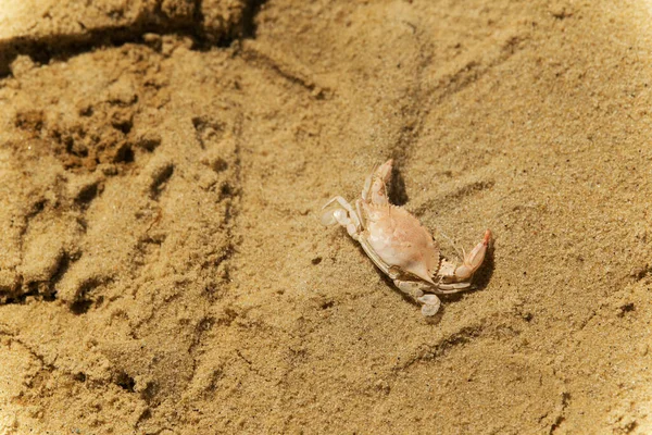 Eine Tote Calico Krabbe Sandstrand Einem Sonnigen Tag Auf Marthas — Stockfoto