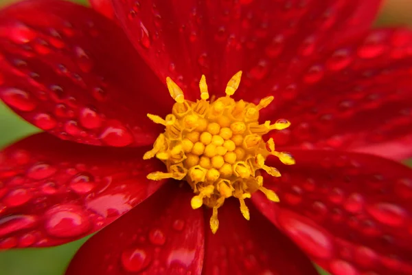 Red Petal Yellow Center Dahlia Flower Blooming Summertime Rain Drops — Stock Photo, Image