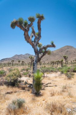 Kurak çöl arazisinde yetişen Yucca palmiye kaktüsü güneşli Kaliforniya 'daki Joshua ağacı ulusal parkında yetişiyor..