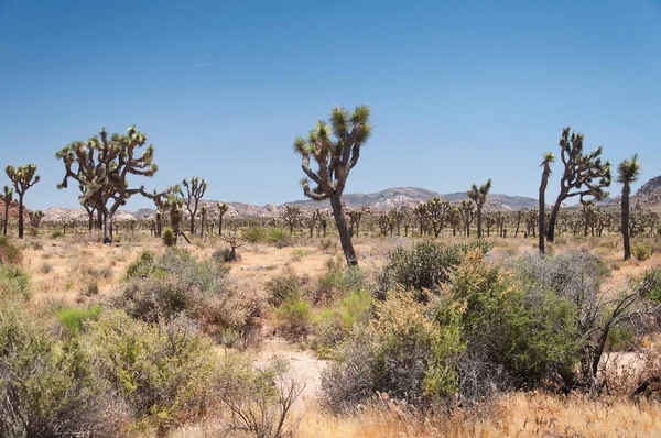 Yucca Palm Kaktusar Växer Torra Öknen Landskapet Inom Joshua Träd — Stockfoto