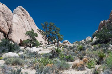 Joshua Tree Ulusal Parkı 'ndaki büyük kayalar ve çöl bitkileri güneşli bir günde Kaliforniya' da gizli vadi patikaları..