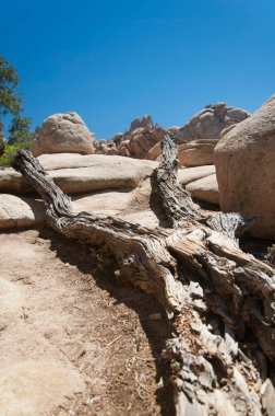 Güneşli bir günde Joshua Tree California 'da çöl ekosisteminde düşen ölü bir ağaç..