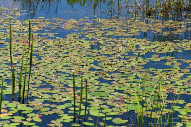 Torrington, Connecticut 'taki Burr Gölü' nün yaz sularında Lily pedleri ve su çimleri.