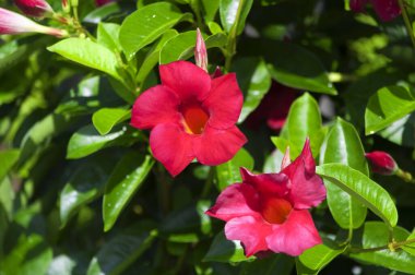 A flowering shining mandevilla or mandevilla splendens in bright sunlight in a garden. 