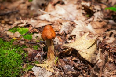 An old, mature, golden waxcap mushroom pushing through the forest floor in Connecticut. 