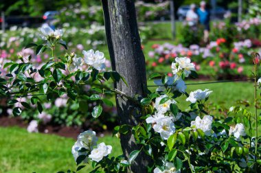 A bush of white roses blooming at elizabeth park in west hartford connecticut on a sunny summer day.