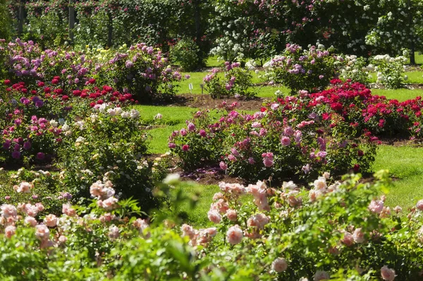 Batı Hartford 'daki Elizabeth Park' ta açan çeşitli renkli güller güneşli bir yaz gününde.