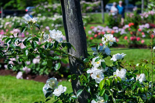 Güneşli bir yaz gününde West Hartford 'daki Elizabeth Park' ta açan beyaz güller..
