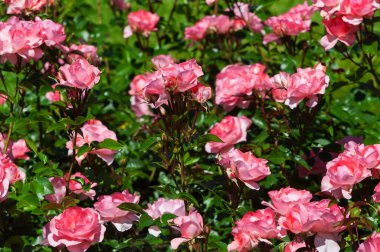 A bush of pink and red roses blooming at elizabeth park in west hartford connecticut on a sunny summer day.