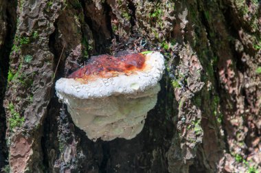 water droplets on a red belted conk mushroom growing on a conifer tree on a sunny day.