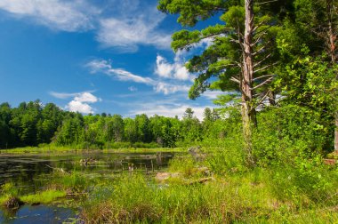 Güneşli bir yaz gününde, Torrington 'daki Sunnybrook Eyalet Parkı' nda bir sulak arazi ekosistemi..