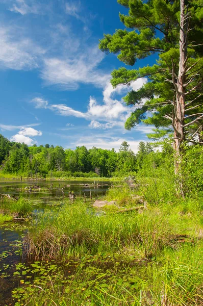 Een Wetland Ecosysteem Binnen Sunnybrook State Park Torrington Connecticut Een — Stockfoto