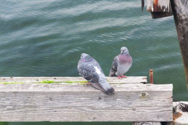 İki güvercin, Boothbay limanı Maine 'deki tarihi yaya köprüsünde ahşap bir destek yapısında tünemekte.. 