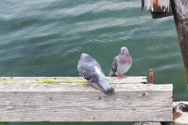 Stock image Two pigeons roosting on a wooden support structure at the historic footbridge in Boothbay harbor Maine. 