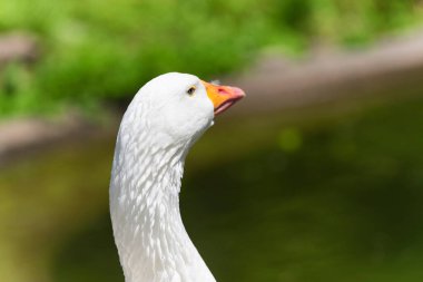 Güneşli bir günde, hayvanat bahçesindeki beyaz bir kaz..  