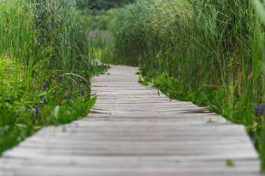 Litchfield Kontluğu 'ndaki White Memorial' da bir bataklıkta, Juncus Effusus 'ta bir tahta yürüyüş, acele bitkiler.. 