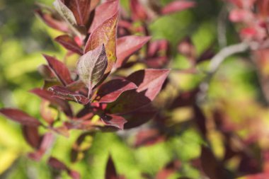 Yazın sonlarında Burr Pond Eyalet Parkı 'nda kızıllaşan yabanmersini yaprakları Torrington, Connecticut' ta. 