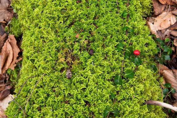 Partridge Berry Plant Single Red Berry Growing Moss Covered Log — Stock Photo, Image