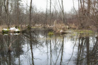 Gent New York 'taki bir parkta bulutlu bir günde sulak bir gölet..