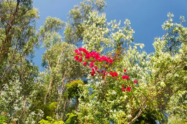 stock image Red bougainvillea flowers blooming against a green tree background in shenzhen china.
