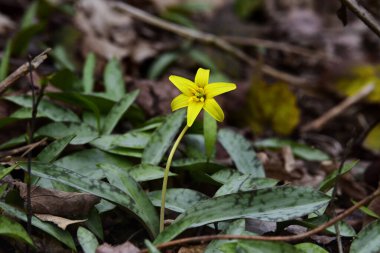 Litchfield Connecticut 'ta baharda tek bir sarı alabalık açar..