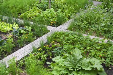 Montreal Kanada 'daki tarihi ramezay şatosunda sebze bahçesi..