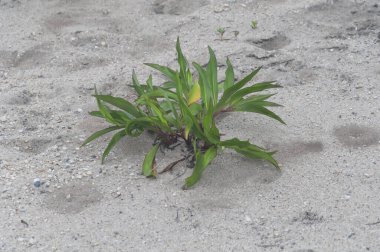 Long Island New York 'ta kumlu bir sahilde yetişen Solidago sempervirens adlı ıssız bir deniz kenarı bitkisi..