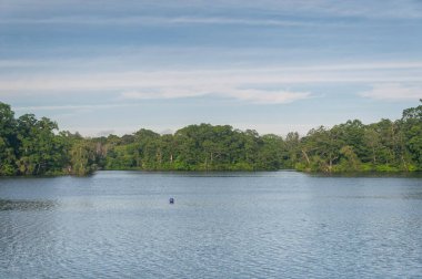 Providence Rhode Island 'daki Roger Williams Parkı' nda Chunliff Gölü 'nü çevreleyen ağaçlar..