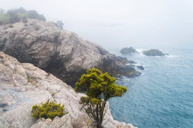 Jamestown Rhode Island 'daki Fort Wetherill Eyalet Parkı' ndaki sisli sahil.