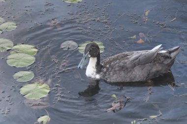 a male lesser scaup duck on ashley reservoir in holyoke massachusetts. clipart