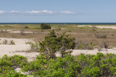Edgartown Massachusetts 'teki Deniz feneri sahillerinde yetişen pembe deniz gülleri ilkbaharın başlarında Martha' s Vineyard 'da..