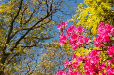İlkbaharda Martha 'nın bağında açan pembe bir açelya çalısı..