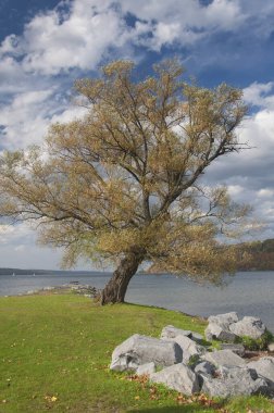 Sonbaharda Seneca Gölü 'nde renkli bir ağaç. New York' un kuzeyinde, Clute Park 'ta..
