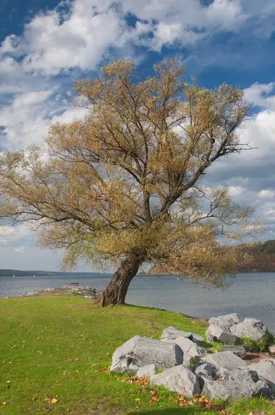 Sonbaharda Seneca Gölü 'nde renkli bir ağaç. New York' un kuzeyinde, Clute Park 'ta..