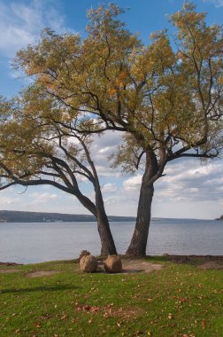 Sonbaharda Seneca Gölü 'nde renkli bir ağaç. New York' un kuzeyinde, Clute Park 'ta..