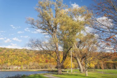 Sonbaharda New York 'un kuzeyindeki Seneca Gölü' ndeki Clute Park 'ta büyük renkli ağaçlar.