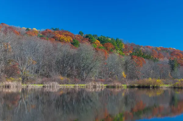 Torrington tepelerinde çıplak ve sonbahar renkli ağaçlar güneşli dere parkında mavi gökyüzü gününde.