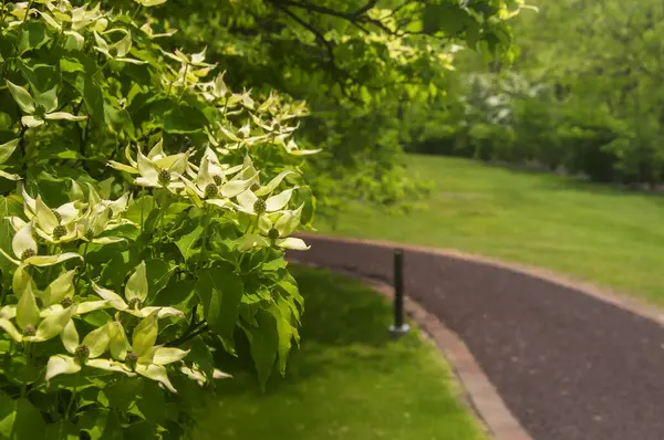 İlkbaharda, Gri Kule Ulusal Arazi 'nin yanındaki patikanın yanında çiçek açan bir köpek ağacı..