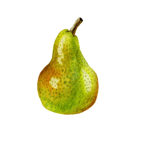 Collection Hand Drawn Watercolor Pears Isolated White Background Realistic Botanical — Stock Photo, Image