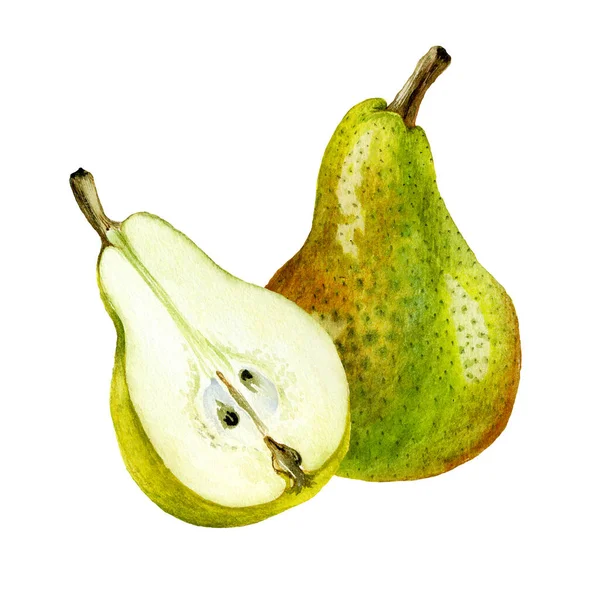 收集白色背景下孤立的手绘水彩梨 食品标签设计的实用植物学水彩画集 — 图库照片