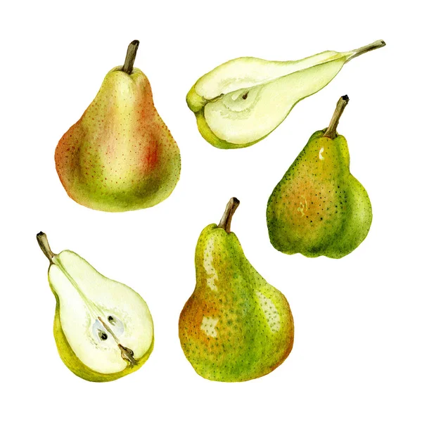 收集白色背景下孤立的手绘水彩梨 食品标签设计的实用植物学水彩画集 — 图库照片