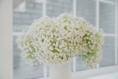 Hypsophila on a white background