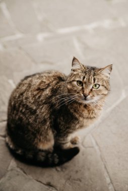 Çizgili gri bir kedi gözlerinin içine bakar.