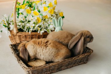 Uzun kulaklı kırmızı tüylü tavşan