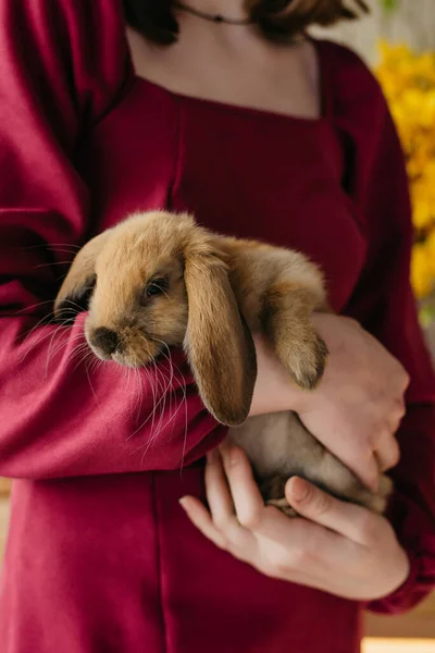Красный Пушистый Кролик Длинными Ушами — стоковое фото